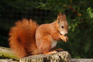 Red Squirrel